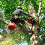 Arborista realizando poda com equipamento de segurança no RS