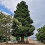Árvore de grande porte para poda e supressão no Rio Grande do Sul
